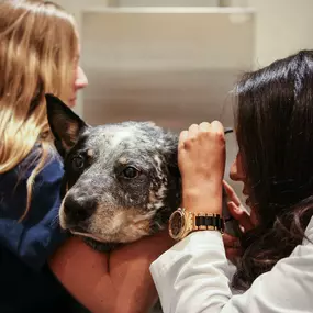 This beautiful dog is getting his ears checked for any signs of abnormalities or areas of concern. A complete physical examination is part of every wellness visit to ensure optimal health in all of our patients.