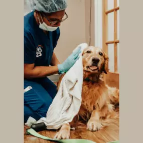 This cute puppy is recovering well from his dental.