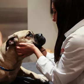 While greeting a patient, Dr. Liff observes the eyes, skin, and face before beginning a comprehensive nose-to-tail physical examination.