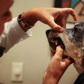 Regular dental exams and cleanings are protective and essential to your pet’s overall health.