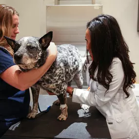 In the exam room, your veterinarian will inspect your pet’s eyes, ears, mouth, skin, joints, and much more, as part of preventative health. By identifying health concerns during early stages, treatment is much less difficult and costly.