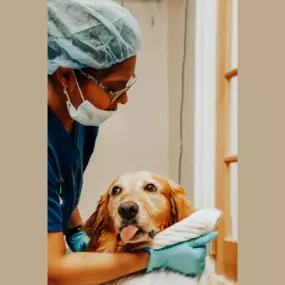 This cute puppy is recovering well from his dental.