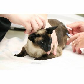 This beautiful Siamese patient is visiting us for routine vaccinations.