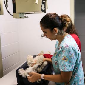 This patient is on his best behavior for an x-ray. Pound Ridge Veterinary Center is equipped with digital radiography, allowing our veterinarians to extract clear and precise images from each x-ray.