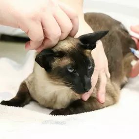 This beautiful Siamese patient is visiting us for routine vaccinations.