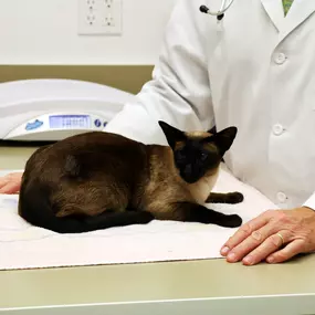 Our clinical team takes extra steps to keep feline patients comfortable and stress-free while at Pound Ridge Veterinary Center.