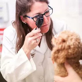 Healthy eyes are clear, white, and bright! Here, Dr. Schilke uses an otoscope to ensure exceptional eye health.