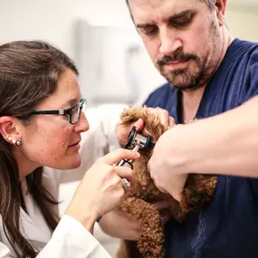 If you notice signs like head shaking, odor, and scratching and rubbing at the ears, your pet may have an ear infection. Call us so we can provide your pet with relief!