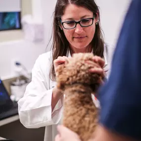 Dr. Schilke carefully examines a patient from nose to tail with the help of a veterinary technician.