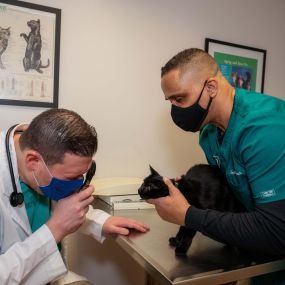 Part of you pet’s physical exam includes checking the eyes for unusual coloration, discharge, proper light response, and more.