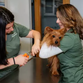 Have trouble cutting you pet's toenails?  We can help!