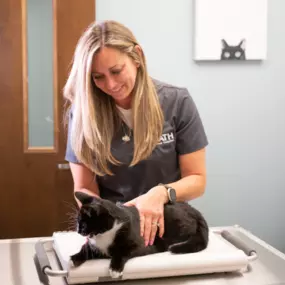 This good kitty is getting ready to be weighed before his wellness exam.