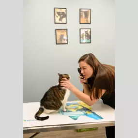 A team member at Oath Animal Hospital, East Meadow, NY, gently examines a patient.