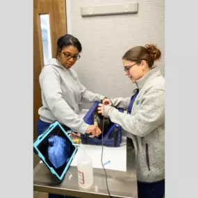 Team members at Oath Animal Hospital in East Meadow, NY, perform an ultrasound on a patient