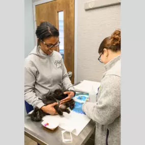 The team at Oath Animal Hospital, East Meadow, NY, carefully collects a blood sample from a patient.