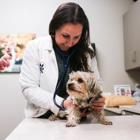 Solely by listening to breathing patterns, your veterinarian can assess general pulmonary health.