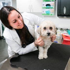 Dr. Stephanie Liff is a passionate veterinarian committed to keeping her patients happy, healthy, and by their human family members’ sides.