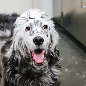 This beautiful dog is happy to be a patient at Pure Paws!