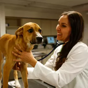 Dr. Stephanie Liff uses a stethoscope to assess this patient’s heart and lungs. If Dr. Liff recognizes any abnormalities, Pure Paws is equipped with advanced imaging technology to provide a prompt and accurate diagnosis.