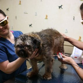 Trained technicians perform laser therapy on this patient to aid in faster healing and provide an added level of comfort.