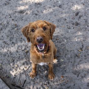 Dogs that partake in doggie daycare are closely monitored, well cared for, and enjoy a day of play. Just ask this adorable pup!