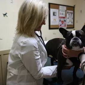 This cute patient is visiting Oakhurst for a wellness exam! Here, Dr. Buonasera uses a stethoscope to make sure his heart and lungs sound healthy.