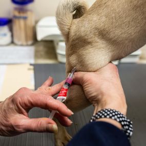 To protect your pet from contagious diseases, we recommend keeping his or her essential vaccinations up-to-date. Here, Dr. Longo vaccinates her patient with a Rabies vaccine.