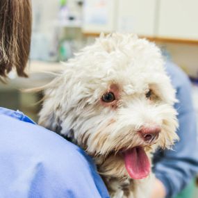 The doctors and staff at Bay Ridge Animal Hospital are committed to maintaining or improving the health of your pet.