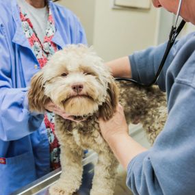 Dr. Elizabeth Wozniak uses a stethoscope to make sure this happy dog has a healthy heart and lungs.