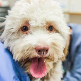 Routine check ups are important for all of your family pets, even if they appear healthy!