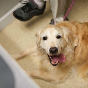 “This dog is visiting us for his annual wellness visit. At Animal Hospital of Dunedin, we recommend all pets visit us at least once a year.”