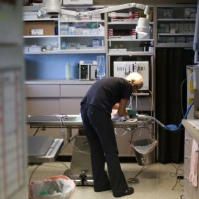 “Our veterinary technician prepares her patient for dental x-rays.”