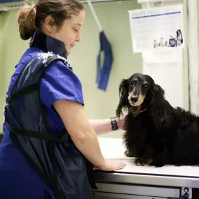 The Animal Hospital of Dunedin takes pride in our investment in some of the most advanced diagnostic technology available in our field. Digital medical radiology has made the taking of x-rays much easier and safer for both our patients and staff.