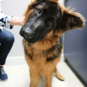 “How cute is this German Shepherd!?”