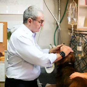 “Dr. Gregory Todd gently takes a peak at a patient’s teeth and gums for signs of dental disease (the #1 health concern in dogs and cats today!)”