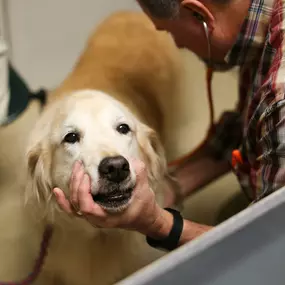 “Dr. Wade Matthews uses a stethoscope to make sure this happy dog has a healthy heart and lungs.”