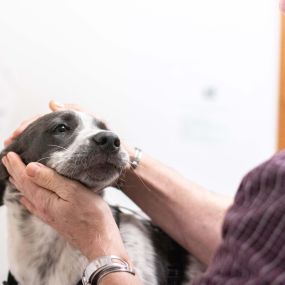 At Hiram Animal Hospital, we believe in the power of preventative health care. Preventative care enables your veterinarian to detect potential health problems in their early stages, often before visible symptoms have even developed.