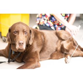 This pup is enjoying our laser therapy!