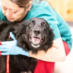 Our technicians are trained to hold our patients for exams so that pet's feel as safe and comfortable as possible.