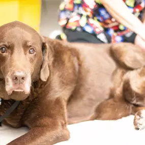 This pup is enjoying our laser therapy!