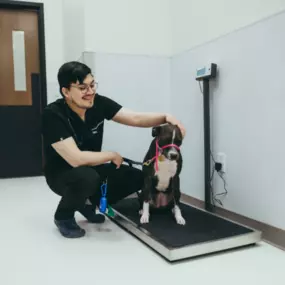 Our adorable pup patient getting a weight check.