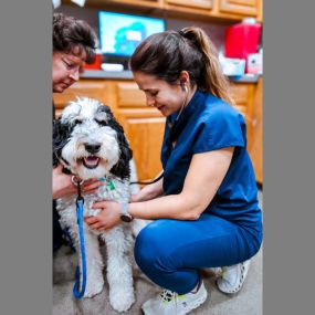 Highlands-Eldorado Veterinary Hospital in McKinney Texas. Our veterinarian performs an exam on a sweet puppy.