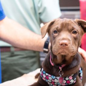 This is just one of the many adorable faces we get to see at Highlands-Eldorado Veterinary Hospital!