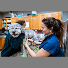 Highlands-Eldorado Veterinary Hospital in McKinney Texas. Our veterinarian performs an exam on a sweet puppy.