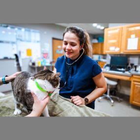 Highlands-Eldorado Veterinary Hospital in McKinney Texas. Our veterinarian performs a physical exam on a sweet kitty.