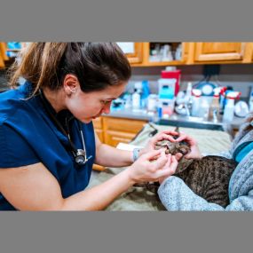 Highlands-Eldorado Veterinary Hospital in McKinney Texas. Our veterinarian performs an eye exam on a sweet kitty.