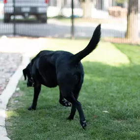 Did you know we offer boarding services? The boarding facilities at Highlands-Eldorado Veterinary Hospital are spacious and cleanly. Dogs and cats are treated to quality care and enjoy regular interaction with our trained veterinary staff.