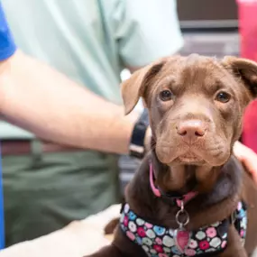 This is just one of the many adorable faces we get to see at Highlands-Eldorado Veterinary Hospital!