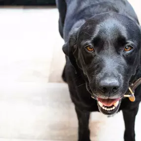 Here's another adorable Highlands-Eldorado Veterinary Hospital patient!