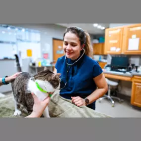 Highlands-Eldorado Veterinary Hospital in McKinney Texas. Our veterinarian performs a physical exam on a sweet kitty.